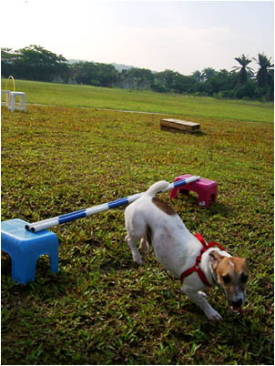 Biscuit jumping