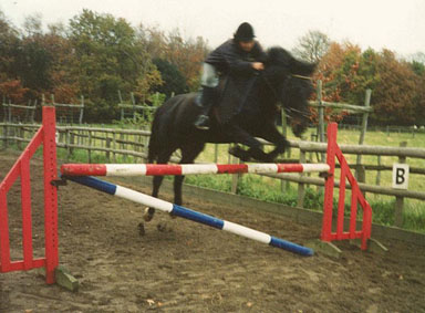 Jumping Donovan at Appletree Stables