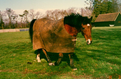 Old October Lad