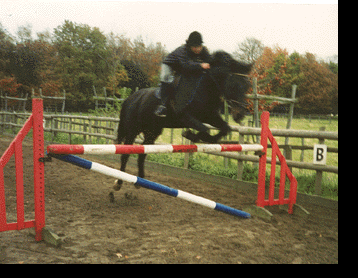 Jumping Donovan at Appletree Stables